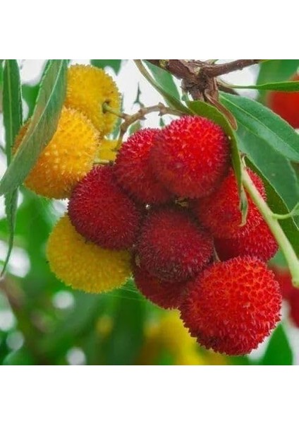 Kocayemiş (Dağ Çileği) Fidanı Saksılı 20-30 cm