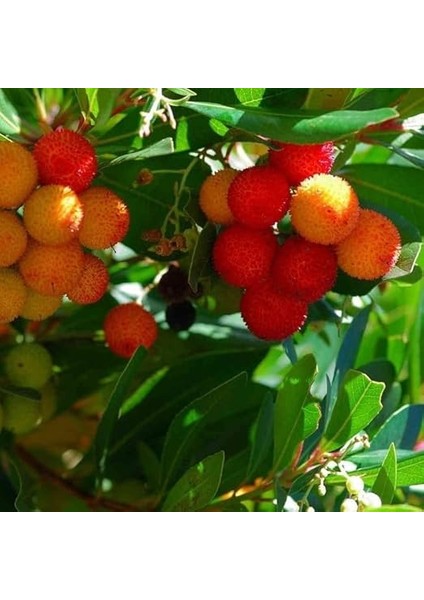 Kocayemiş (Dağ Çileği) Fidanı Saksılı 20-30 cm modelleri