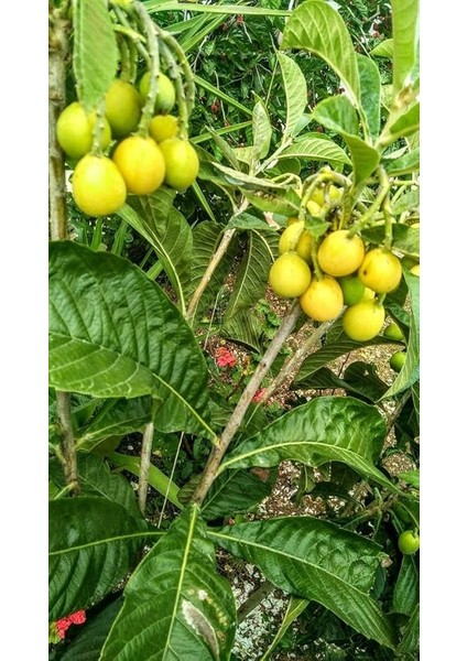 Kocayemiş (Dağ Çileği) Fidanı Saksılı 20-30 cm indirimleri