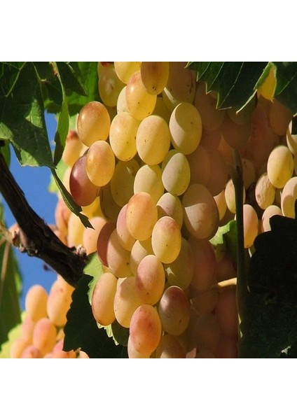 Paket Tüplü Yüksek Verimli Ata Sarısı Üzüm Fidanı