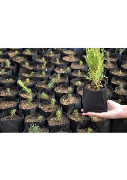 Fide Poşeti 9X15 cm 50 Adet Fide Torbası Fidan Poşeti Fidan Torbası