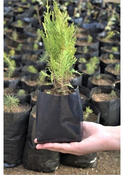 Fide Poşeti 9X15 cm 50 Adet Fide Torbası Fidan Poşeti Fidan Torbası fırsatları