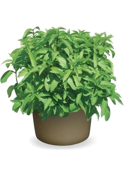 Limon Aromalı Geniş Yapraklı Çaylık Tashkent Nane Fidesi (2 Adet)