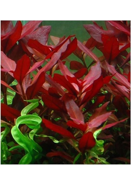 Repens Rubin Saksı- Canlı Bitki modelleri