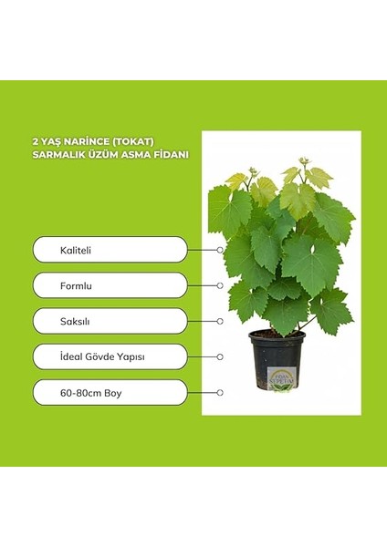 Sepetim 2 Yaş Narince (Tokat) Sarmalık Üzüm Asma Fidanı modelleri