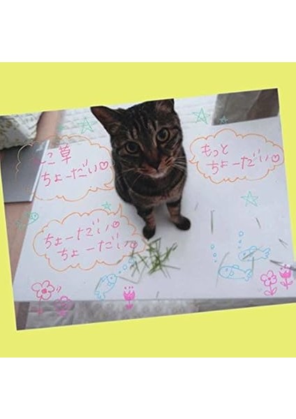 JJ15-5C-MK "sarasa" Klipsli Sütlü Jel Kalem - Çeşitli (5'li Paket) indirimleri