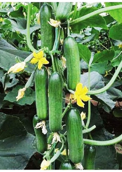 Tarım Hibrit Asma Salatalık Inci-F1 10 Adet Tohum