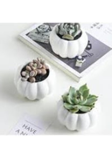 Sukulent Kaktüs Için Dekoratif Beyaz Balkabağı Saksı 1 Adet