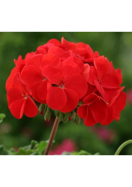 Sardunya Tohumu (Büyük Çiçek, Kokulu Yaprak) Kırmızı Renkli - 5 Tohum