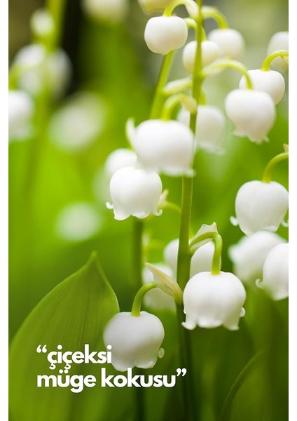 Nature's Scents Lilly Of The Valley - Müge Çiçeği Oda Kokusu Yedek Makine Spreyi 250 ml modelleri