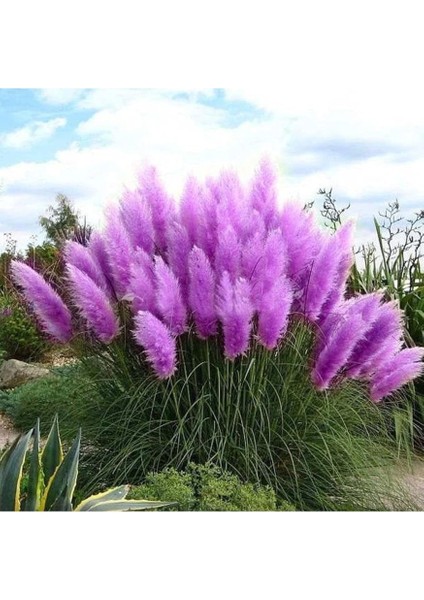 Dünyam 50 Adet Daisy Garden Purple Pampas Tohumu