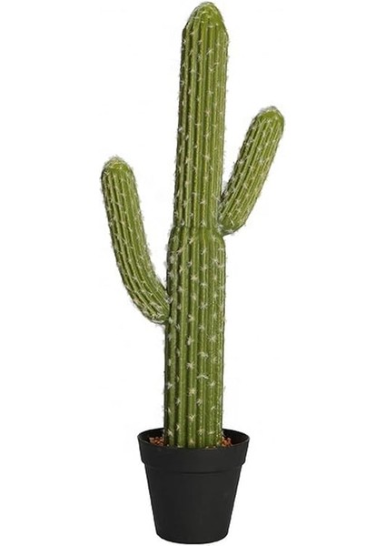 Look Arizona Çöl Kaktüsü Tohumu / 5 Adet Tohum TH-THMCMTHM430 modelleri