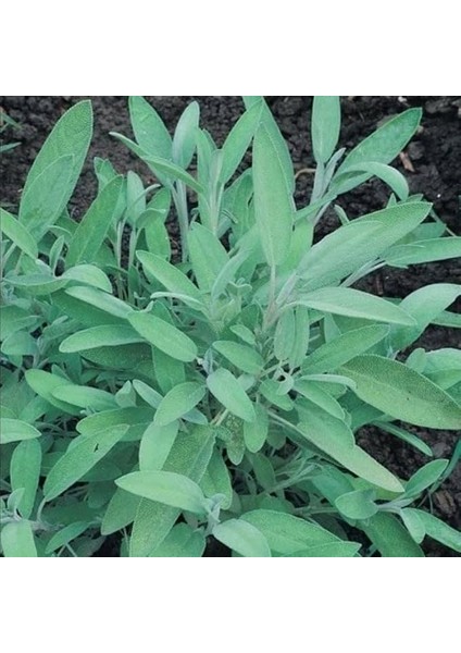 Adaçayı Çiçeği Fidesi (2 Adet)