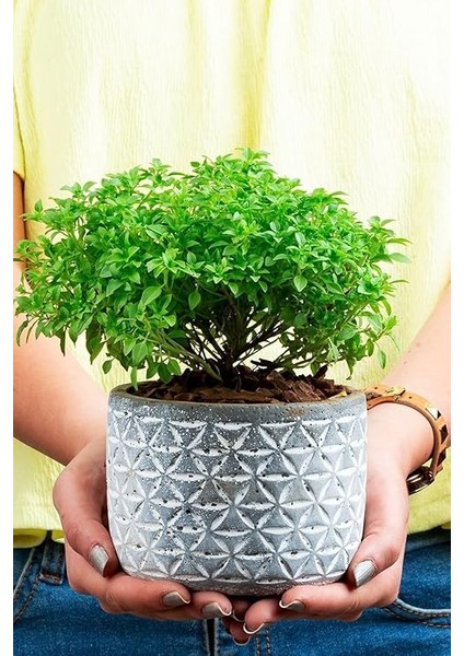 Kokulu Fesleğen Tohumu / 20 Adet Tohum modelleri