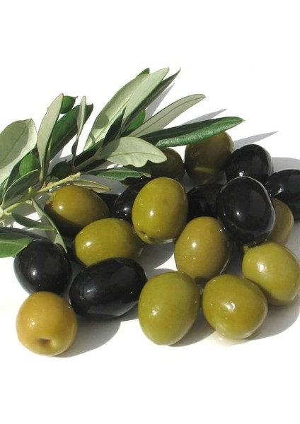 Tüplü Bol Verimli Salamuralık Gemlik Trilye Zeytin Fidanı