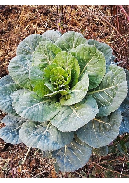Garden Yöresel Meşhur Karadeniz Lahanası 100 Ad. Tohum
