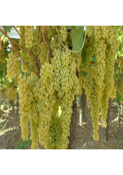 Paket Tüplü Yemesi Güzel Çekirdeksiz K7 Üzüm Fidanı