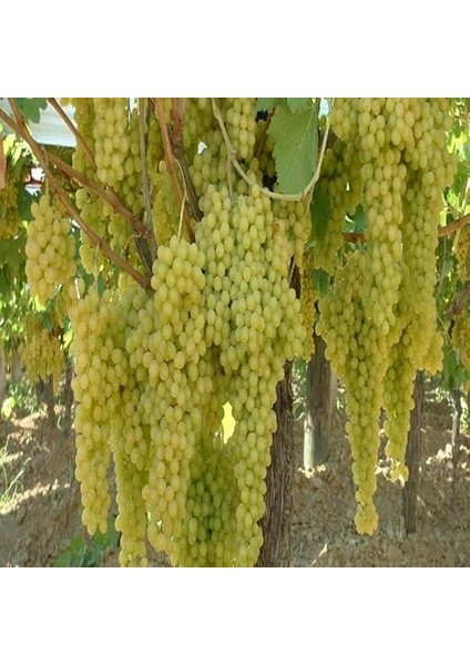 Paket Tüplü Yemesi Güzel Çekirdeksiz K7 Üzüm Fidanı fiyatları