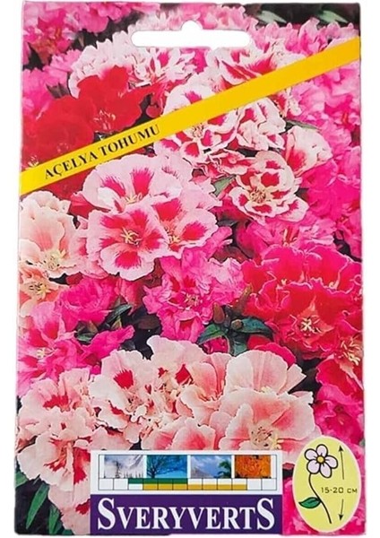 Açelya Çiçeği Tohumu