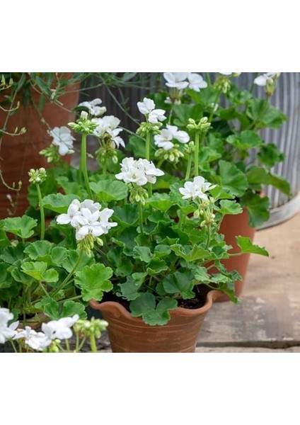 Sardunya Tohumu (Büyük Çiçek, Kokulu Yaprak) Beyaz Renkli - 5 Tohum fiyatları