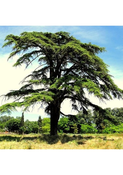 Tüplü Katran Ağacı (Toros Sediri) Fidanı (30-60 Cm)