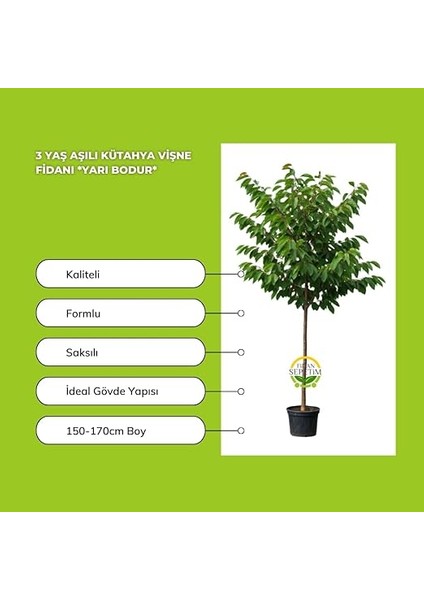 Sepetim 3 Yaş Kütahya Vişne Fidanı *yarı Bodur* modelleri