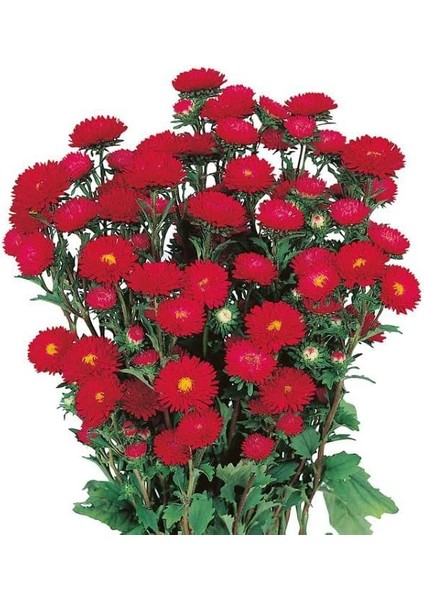 Kırmızı Kasımpatı F1 Tohumu (15 Tohum)