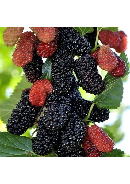 Tüplü Yediveren Siyah Avustralya Dut Fidanı fırsatları