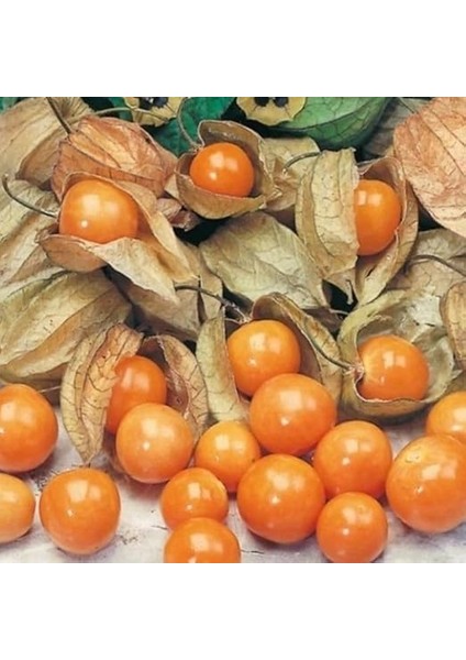 Altın Çilek Yer Kirazı Fidesi (2 Adet) indirimleri