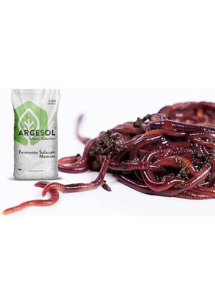 Tarım 500 Adet Kırmızı Kaliforniya Kompost Gübre Solucanı ve 2.5 kg Fermente Solucan Maması