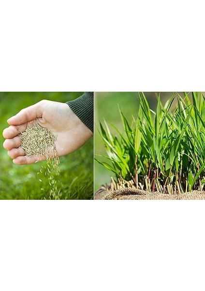 Fito Dynamic 4 Karışım Çim Tohumu 10 kg fırsatları