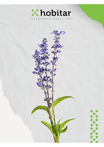 Hobitar Yenilebilir Gurme Çiçekler Çiçek Tohumu Paketi - Latin Çiçeği Papatya Çörekotu Adaçayı indirimleri