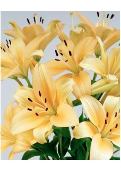 Karışık Renk Kokulu Lilyum (Zambak) Çiçeği Soğanı 2 Adet fırsatları