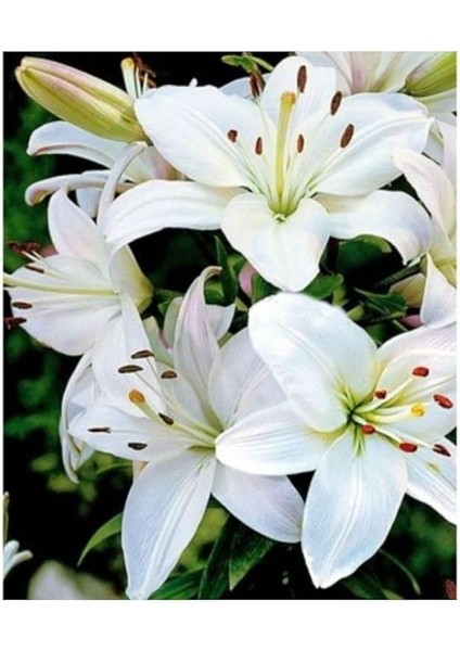 Karışık Renk Kokulu Lilyum (Zambak) Çiçeği Soğanı 2 Adet indirimleri