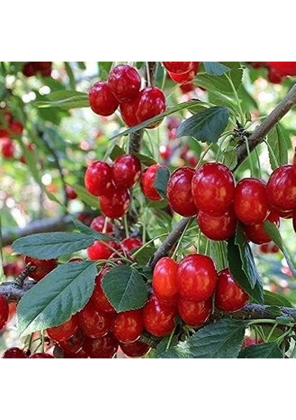 Sepetim 3 Yaş Aşılı Yarımca (Early Burlat) Kiraz Fidanı