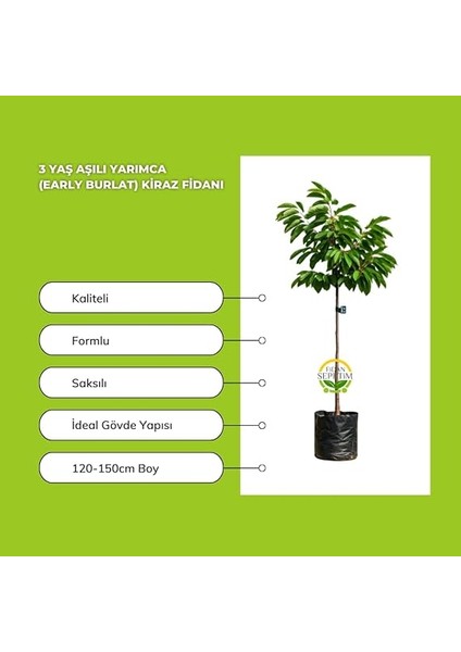 Sepetim 3 Yaş Aşılı Yarımca (Early Burlat) Kiraz Fidanı modelleri