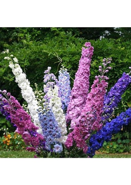 Look Ithal Hezaren Çiçeği Tohumu Ekim Seti TH-DSHNLLKSET010 fiyatları