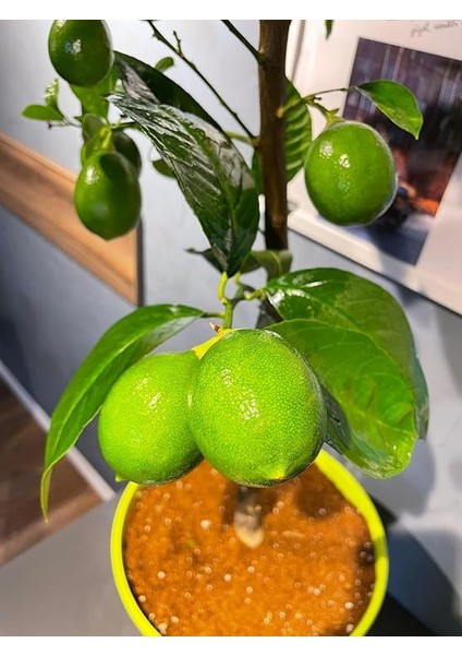 Sepetim Yeşil Dekoratif Saksılı Limon Fidanı fiyatları