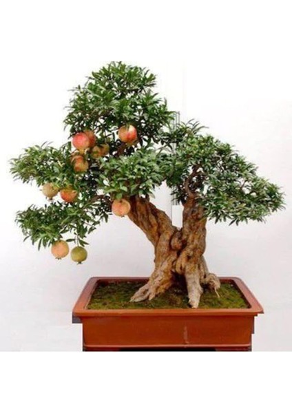 Ithal Bodur Nar Bonzai Ağacı Tohumu 5 Tohum Bonsai Tohumu modelleri