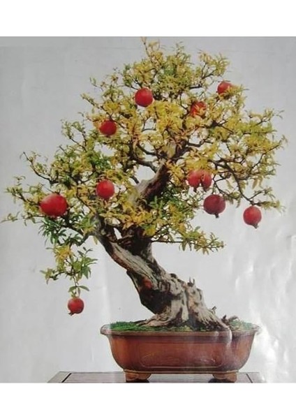 Ithal Bodur Nar Bonzai Ağacı Tohumu 5 Tohum Bonsai Tohumu fırsatları