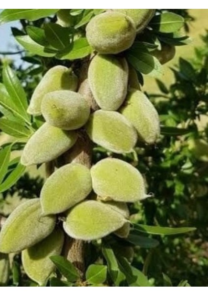 Badem Fidanı 3 Yaşlı 120-150CM Tüplü