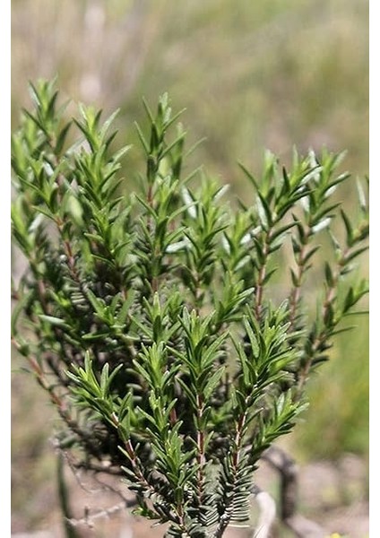 Kekiği, Doğal Zahter Tohumu 20 Adet Tohum fiyatları