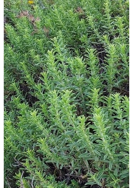 Kekiği, Doğal Zahter Tohumu 20 Adet Tohum fırsatları