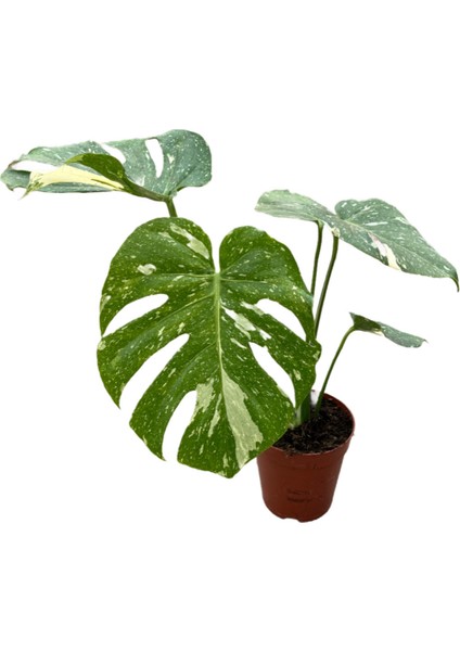 Monstera Deliciosa 'Thai Constellation' (Deve Tabanı)