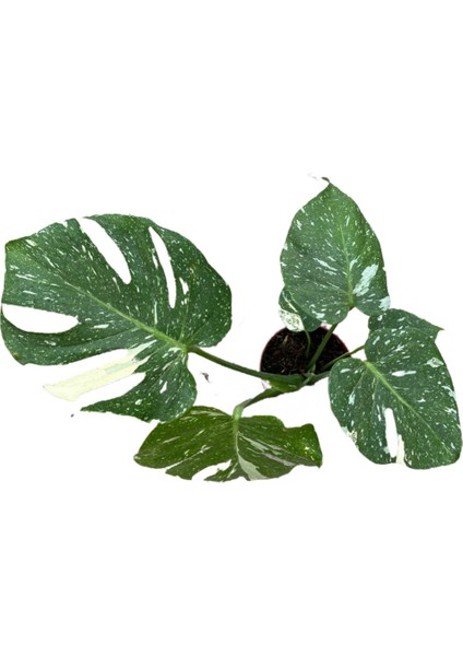 Monstera Deliciosa 'Thai Constellation' (Deve Tabanı) fiyatları