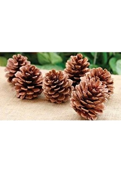 Yılbaşı Çam Ağacı Süsü Kozalak 6lı Altın Renkli Noel Süsleri ile Dekorasyon fiyatları