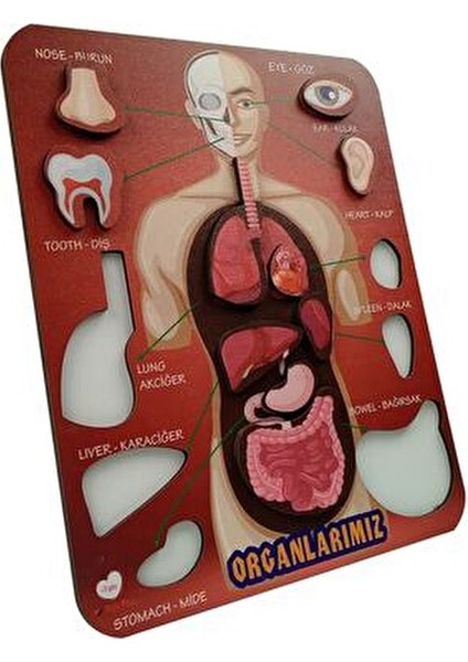 Organlarımız Eğitici Ahşap Puzzle Çocuklar İçin 3 Yaş ve Üstü Anatomi Temalı