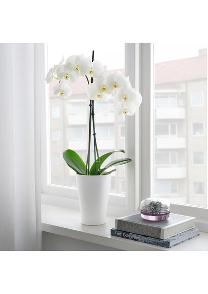 Papaja Toprak Saksı Beyaz 12 x 19 cm modelleri