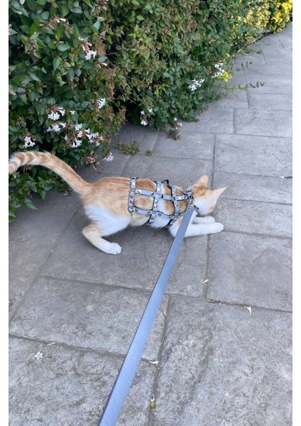Karanlıkta Parlayan Reflektörlü Şık Kedi Harness, Kedi Yürüme Tasması, Kedi Güvenlik Tasması - NPC011 fırsatları