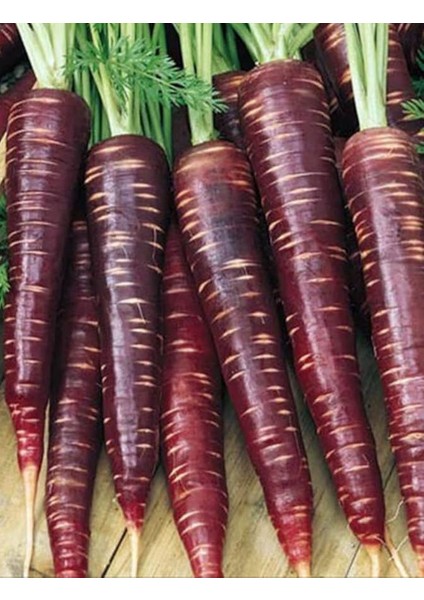 Tarım Ata Tohumu Yerli Mor Havuç Tohumu 1000 Adet Tohum